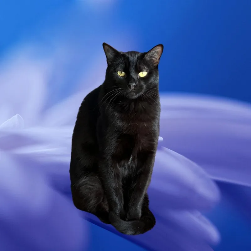 An adult medium-sized female Black Domestic Short Hair cat named Ube for adoption in Los Angeles, CA
