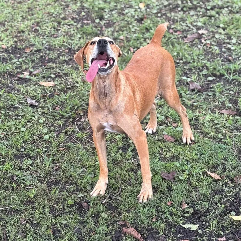 An adult medium-sized female Red / Chestnut / Orange Plott Hound dog named Betty for adoption in Wellington, FL