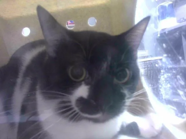 A young medium-sized male Domestic Short Hair cat named Corey for adoption in Tallahassee, FL