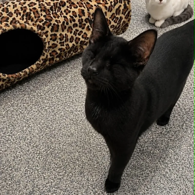 A baby medium-sized male Black Domestic Short Hair cat named Tails for adoption in Antioch, CA