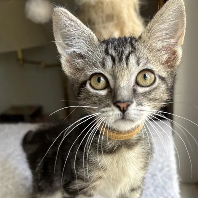A baby small-sized male Domestic Short Hair cat named Thimble for adoption in Auburn, CA