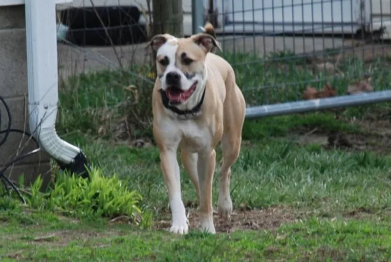 Coco Bling thumbnail 2