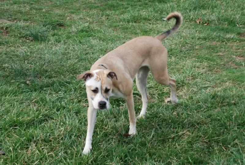 Coco Bling thumbnail 3