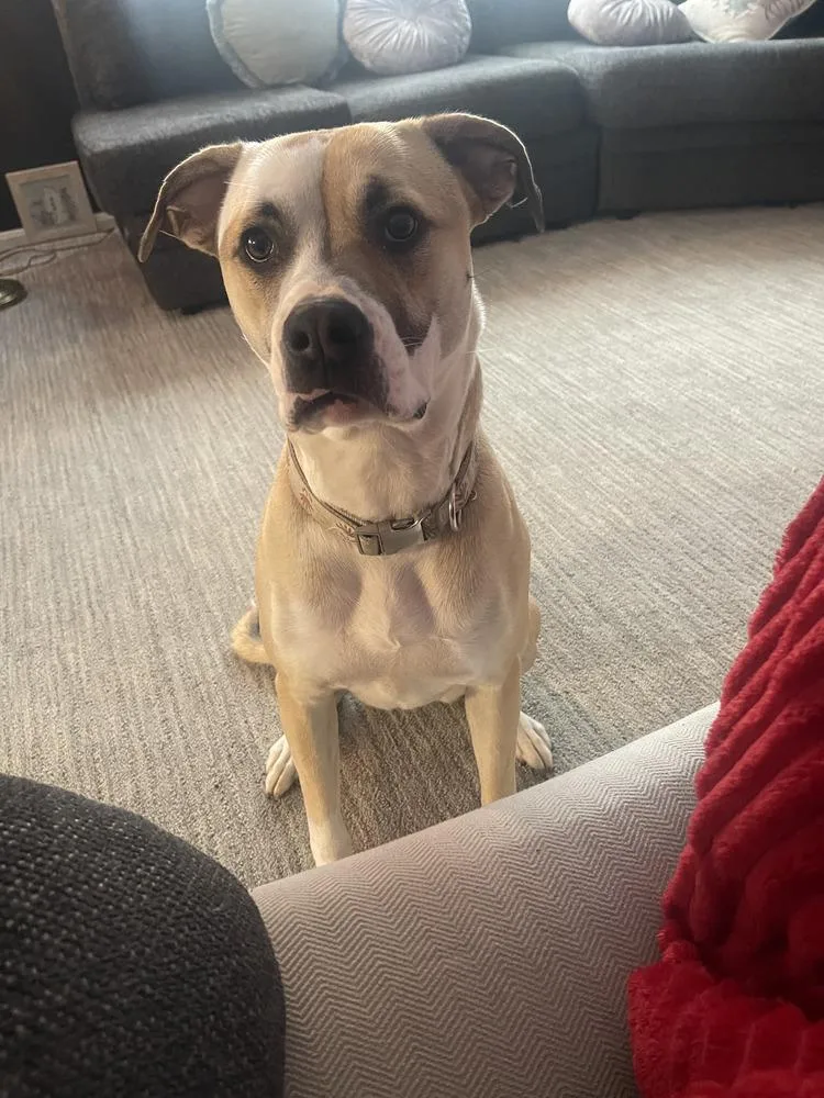 Coco Bling thumbnail 4