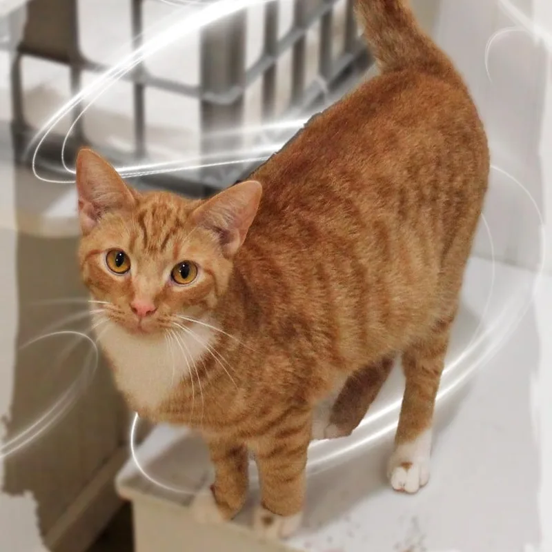 A young medium-sized male Tabby (Orange / Red) Tabby cat named Garfield for adoption in Amelia, OH