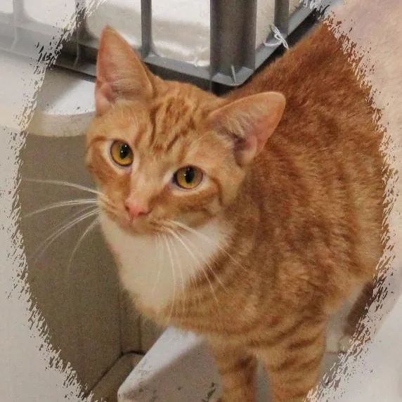 Garfield thumbnail 2