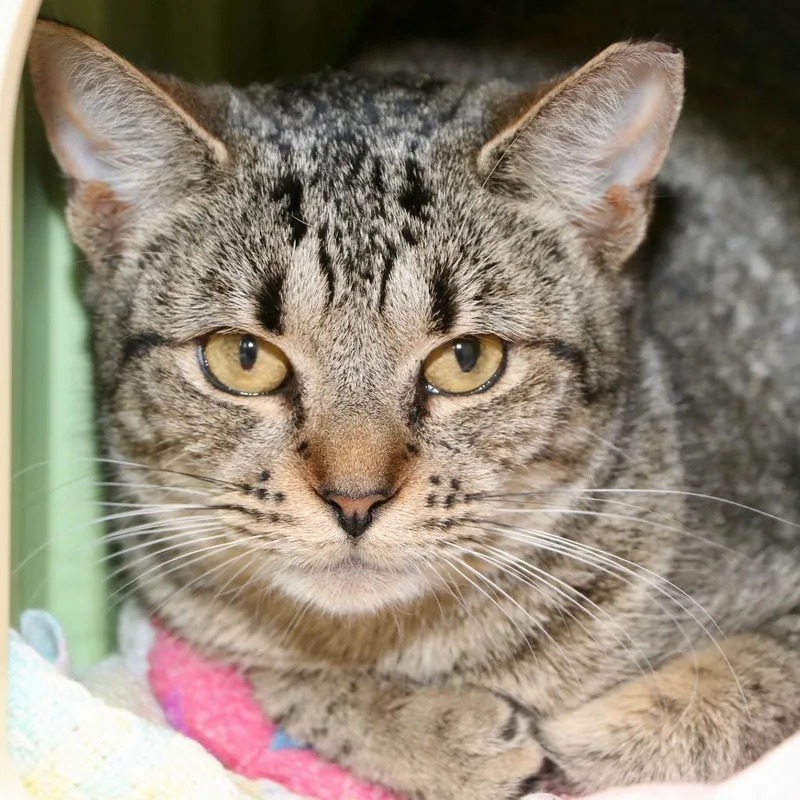 A young medium-sized female Brown / Chocolate Domestic Short Hair cat named Susanna for adoption in Allentown, PA