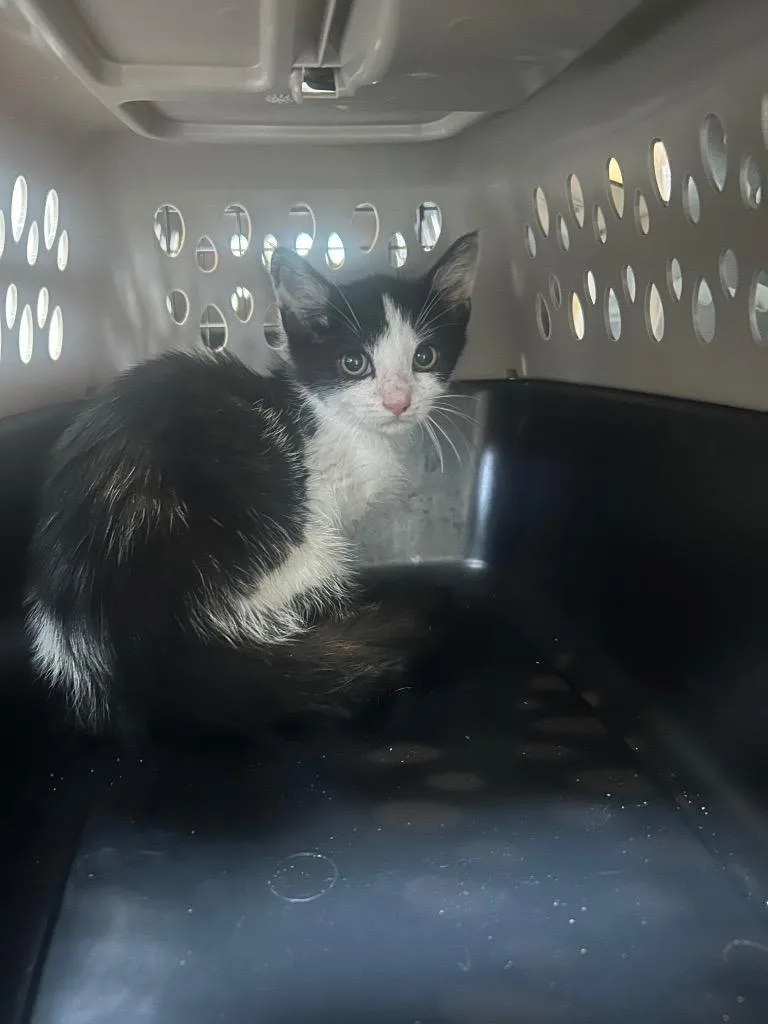A baby small-sized male Domestic Short Hair cat named Jordan for adoption in New Manchester, WV