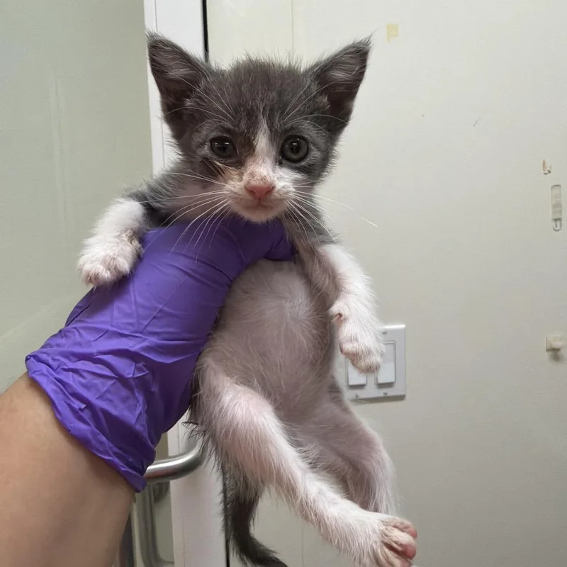 A young small-sized female Gray / Blue / Silver Domestic Short Hair cat named Wookiee for adoption in Westminster, CA