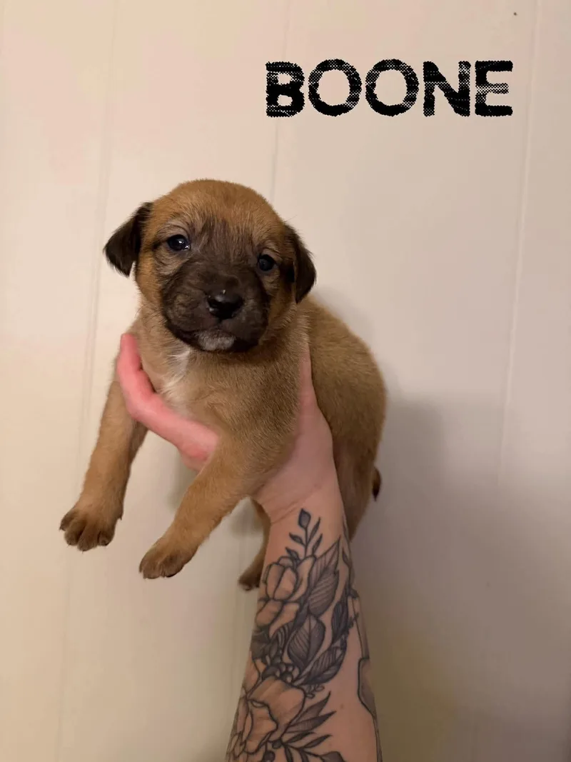 A baby medium-sized male Bicolor Labrador Retriever dog named Boone for adoption in Pine Bluff, AR
