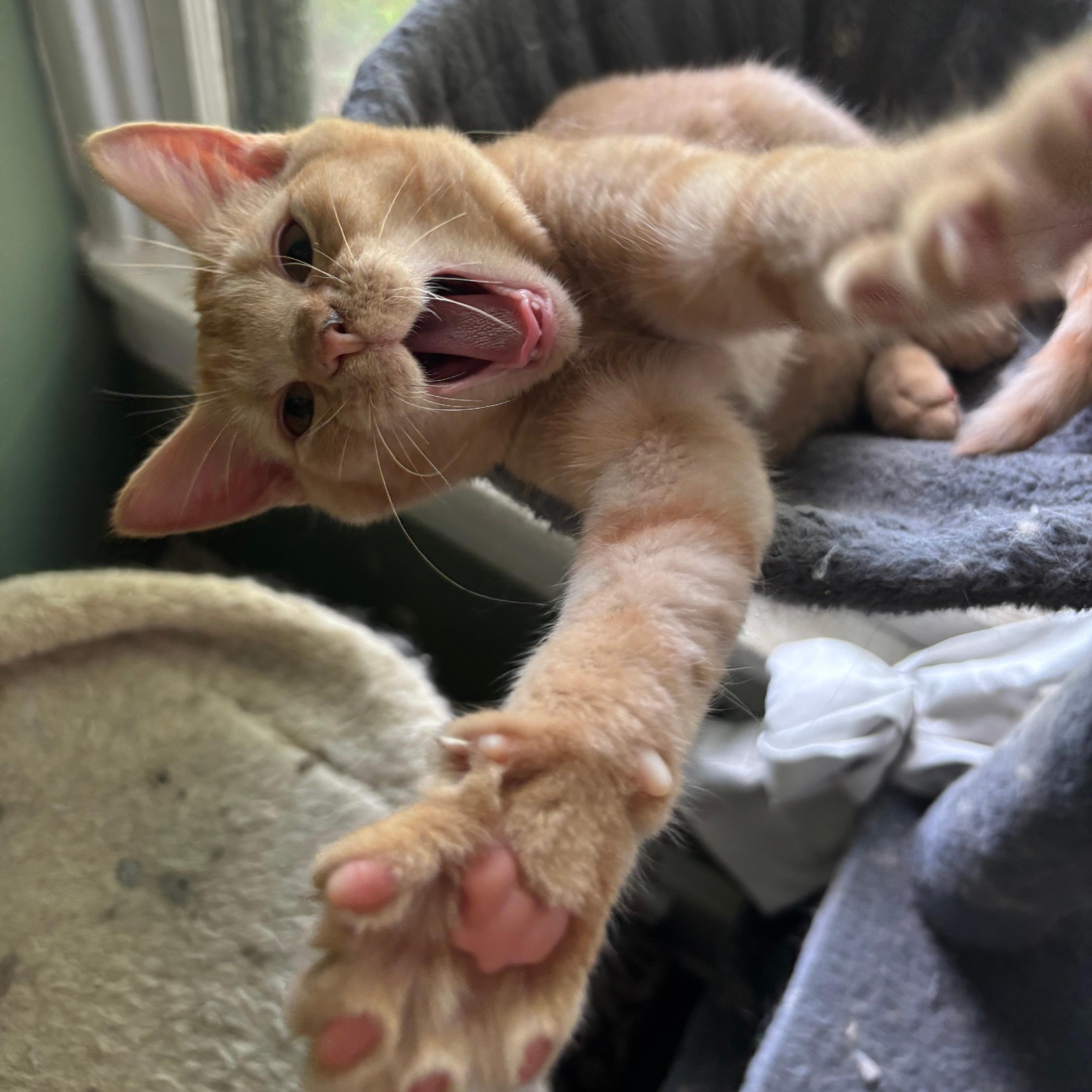 A baby small-sized female Tabby (Orange / Red) Domestic Short Hair cat named Lizard for adoption in Richmond, VA