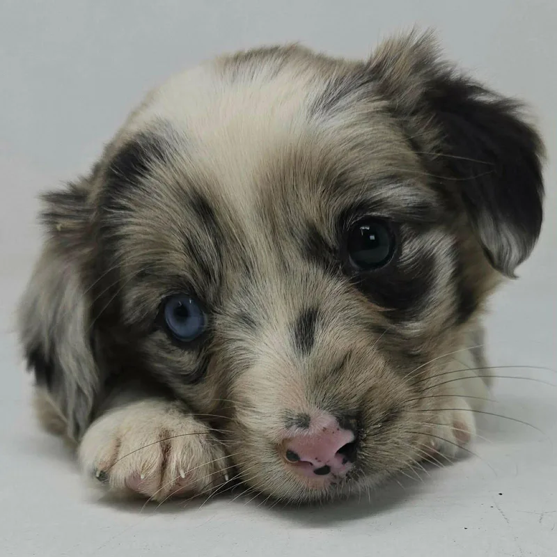 A young medium-sized female Australian Shepherd dog named Cerulean for adoption in Pomfret Center, CT
