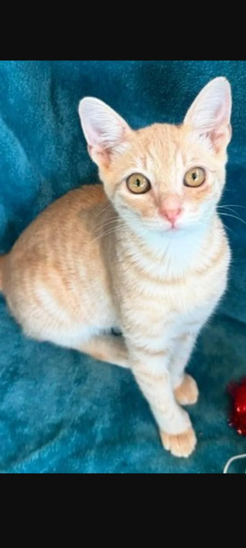 A young medium-sized male Orange / Red Domestic Short Hair cat named Rusty for adoption in Pompano Beach, FL