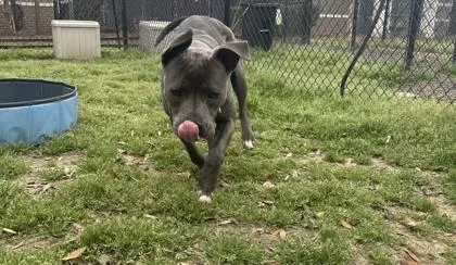 Dumpling thumbnail 2