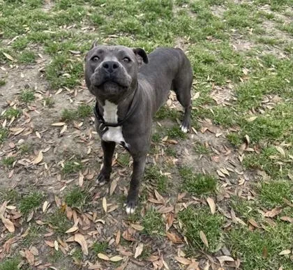 Dumpling thumbnail 3