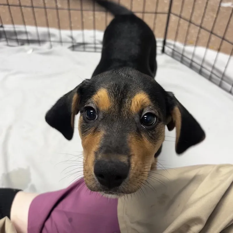 A baby medium-sized male Black American Foxhound dog named Elmer for adoption in Belleville, IL