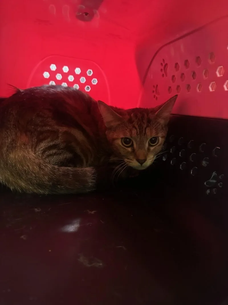 A young large-sized female Domestic Short Hair cat named Brownie for adoption in Los Angeles, CA