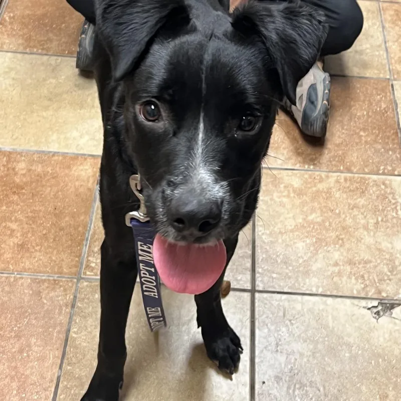 A young medium-sized male Black Mixed Breed dog named FWT Prince for adoption in Midland, TX