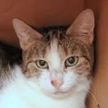 An adult medium-sized female Tabby (Buff / Tan / Fawn) Domestic Short Hair cat named Fredrica for adoption in Hilliard, OH