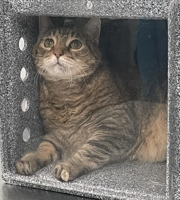 An adult large-sized female Domestic Short Hair cat named Winnie for adoption in Ridgewood, NY