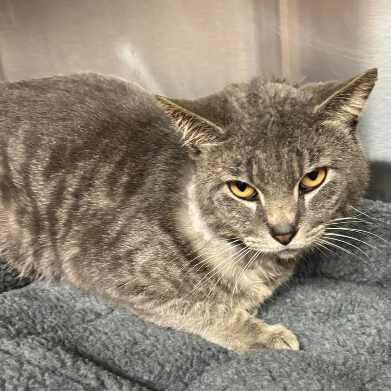 A senior large-sized male Gray / Blue / Silver Domestic Short Hair cat named Harrison for adoption in Los Angeles, CA