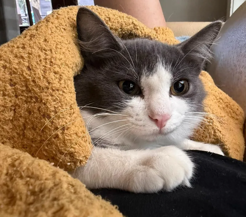 A baby medium-sized male Domestic Long Hair cat named Socks for adoption in Magnolia, TX