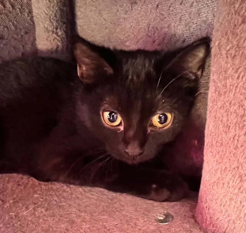 A baby small-sized female Domestic Short Hair cat named Sparrow for adoption in Gorham, ME