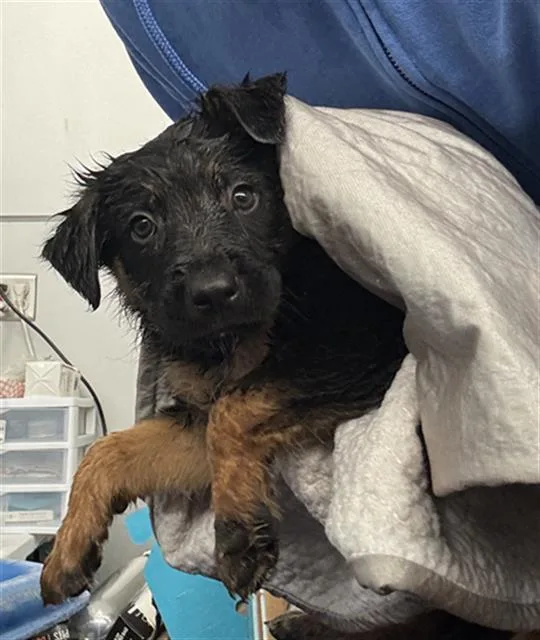 A baby large-sized male Mixed Breed dog named Maui for adoption in Dallas, TX