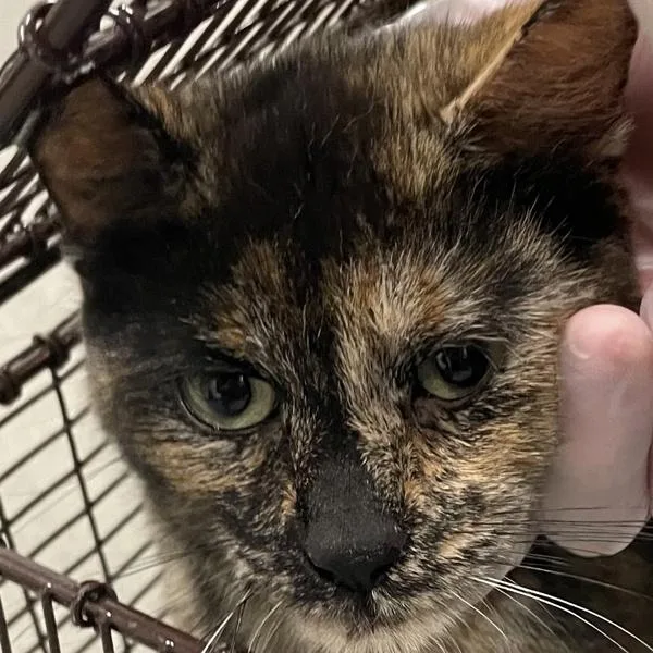 An adult small-sized female Domestic Short Hair cat named Lemon Poppy Seed for adoption in Des Moines, IA