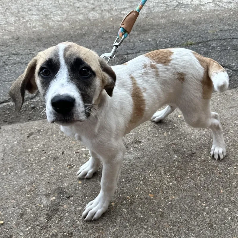 A baby small-sized female White / Cream Mixed Breed dog named Maggie PR for adoption in Union, MO