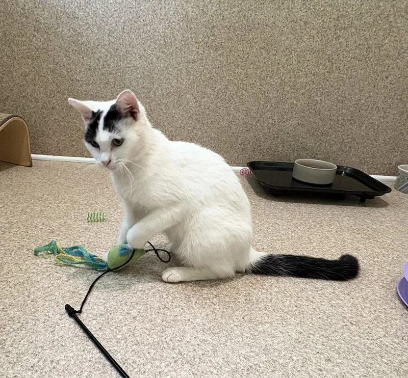 An adult medium-sized female Domestic Medium Hair cat named Suzi for adoption in Mc Cormick, SC