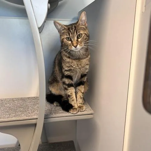 A young small-sized female Brown / Chocolate Domestic Short Hair cat named Phoebe  Apply at for adoption in Georgetown, KY