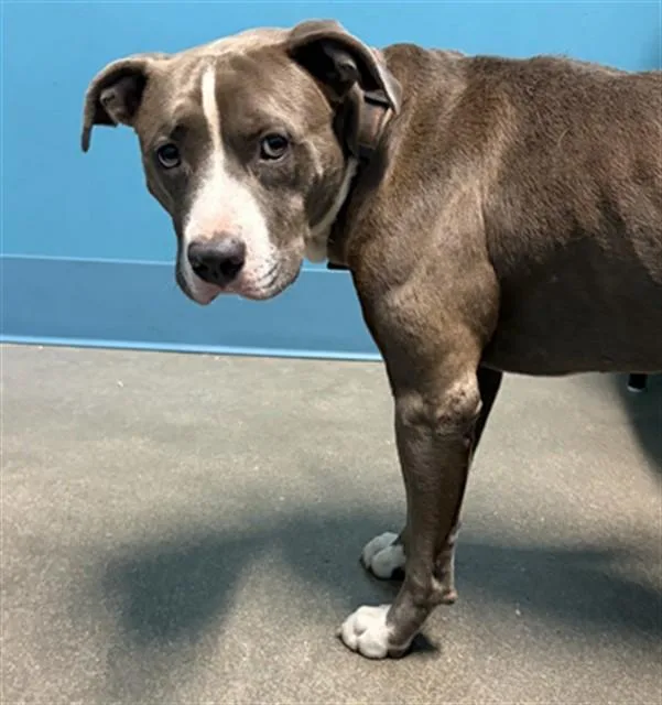 A young medium-sized male Pit Bull Terrier dog named Drago for adoption in Houston, TX