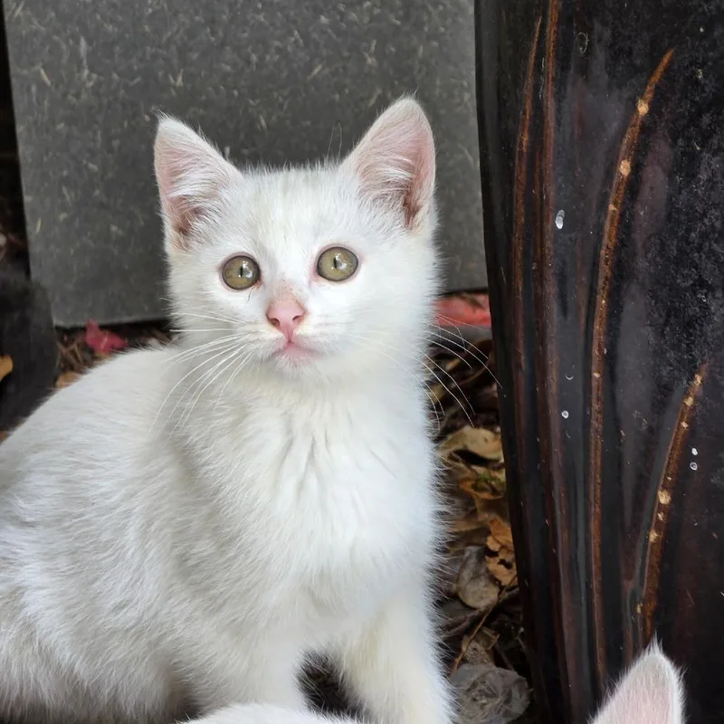 A baby small-sized male White Domestic Short Hair cat named Olaf for adoption in Coos Bay, OR