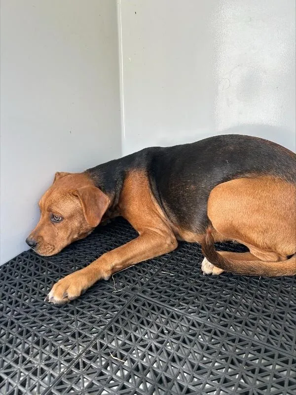A young medium-sized female Brown / Chocolate Mixed Breed dog named Binkey for adoption in Mobile, AL