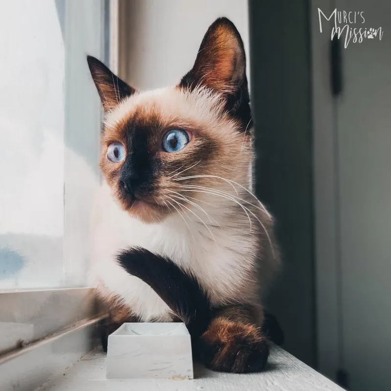 A young medium-sized female Domestic Short Hair cat named Ovaltine for adoption in Spokane , WA