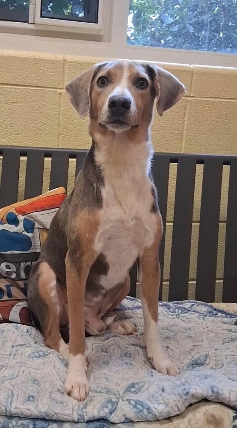 An adult medium-sized male Tricolor (Brown, Black, & White) Hound dog named Thistle for adoption in Amherst, VA