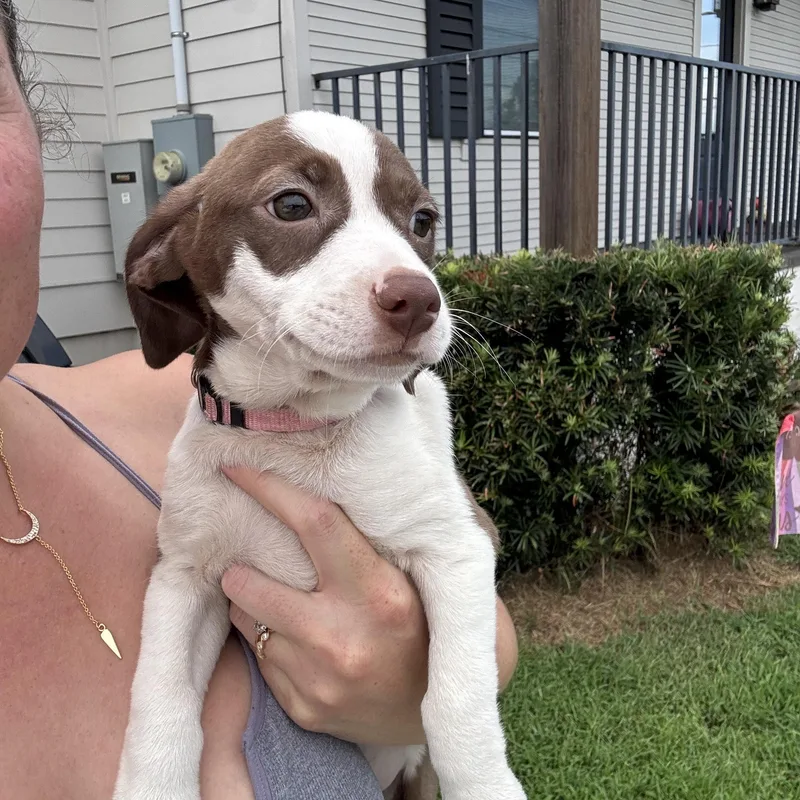 Piper thumbnail 3