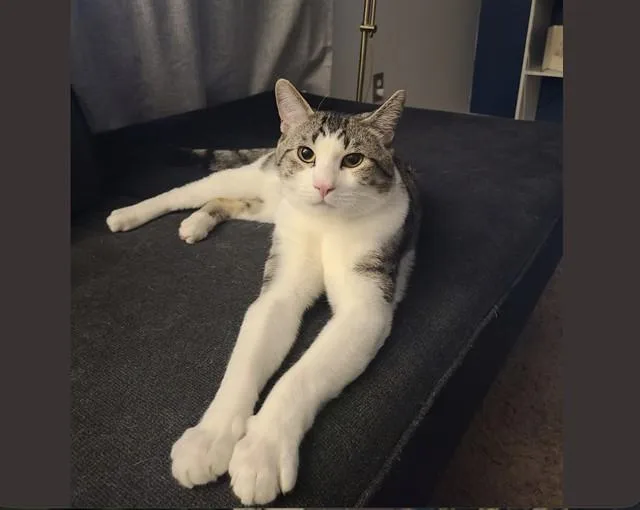 A young medium-sized male Domestic Short Hair cat named Pan for adoption in Colorado Springs, CO