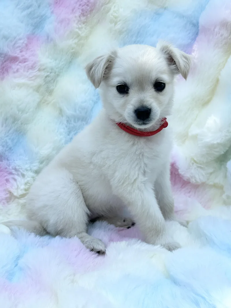 A baby small-sized female Apricot / Beige Maltese dog named Gigi for adoption in Maiden, NC