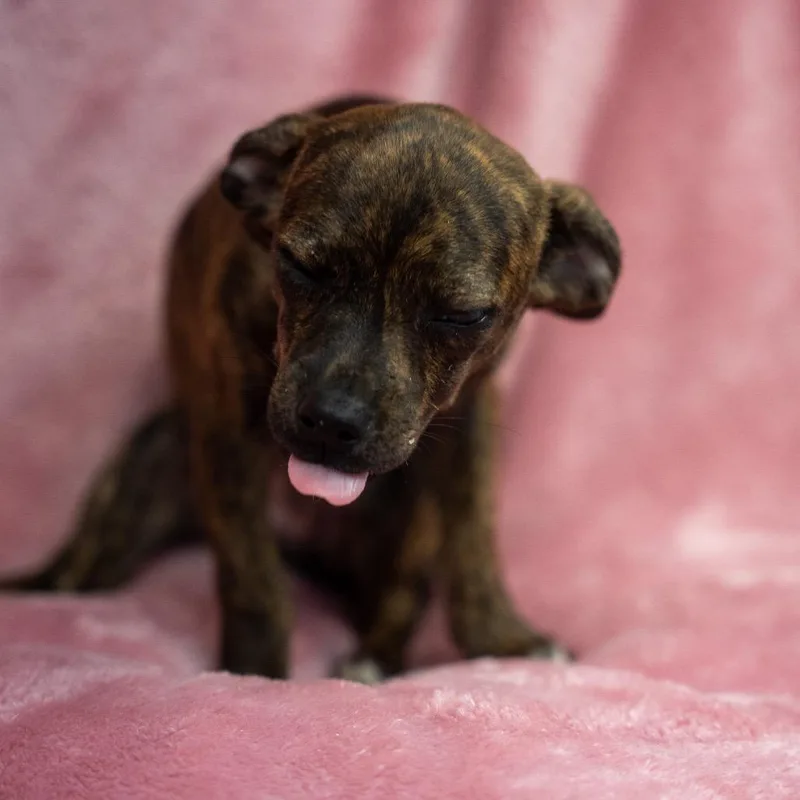 A baby medium-sized female Brindle Dachshund dog named Athena for adoption in Pawling, NY