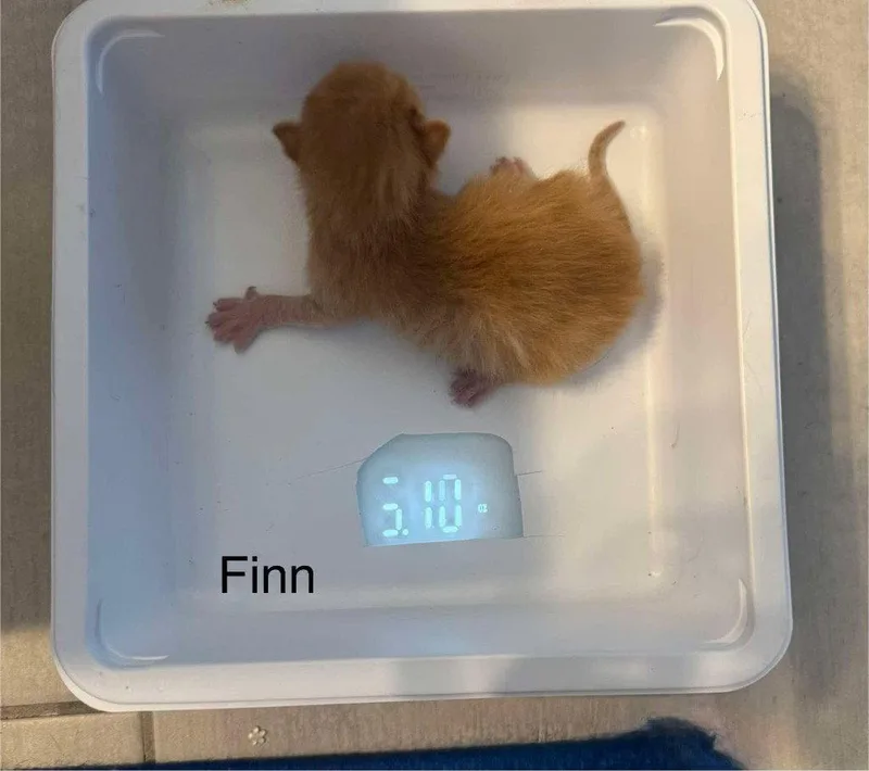 Finn