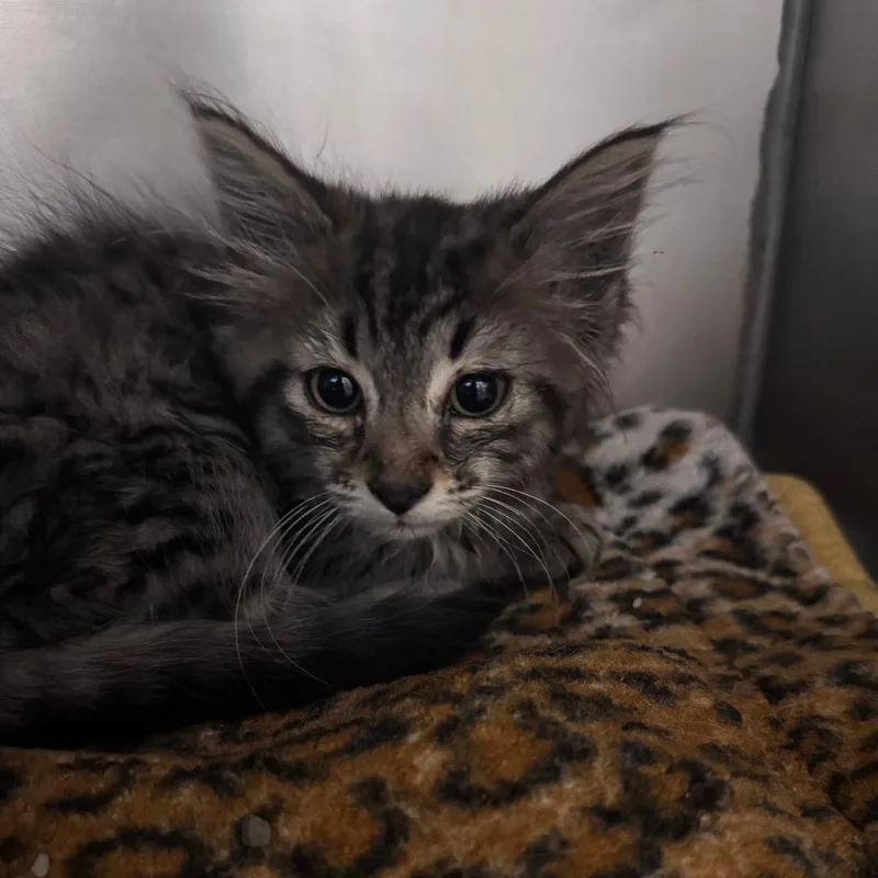 A baby small-sized female Domestic Long Hair cat named Mew for adoption in South Haven, MI