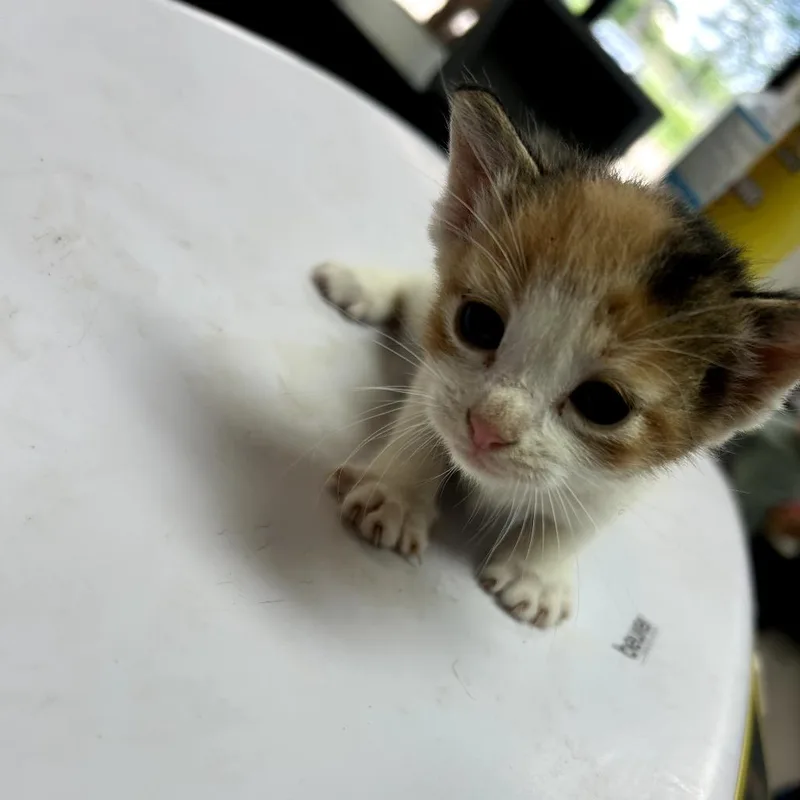 A baby small-sized female Calico American Shorthair cat named Strudel for adoption in Lufkin, TX