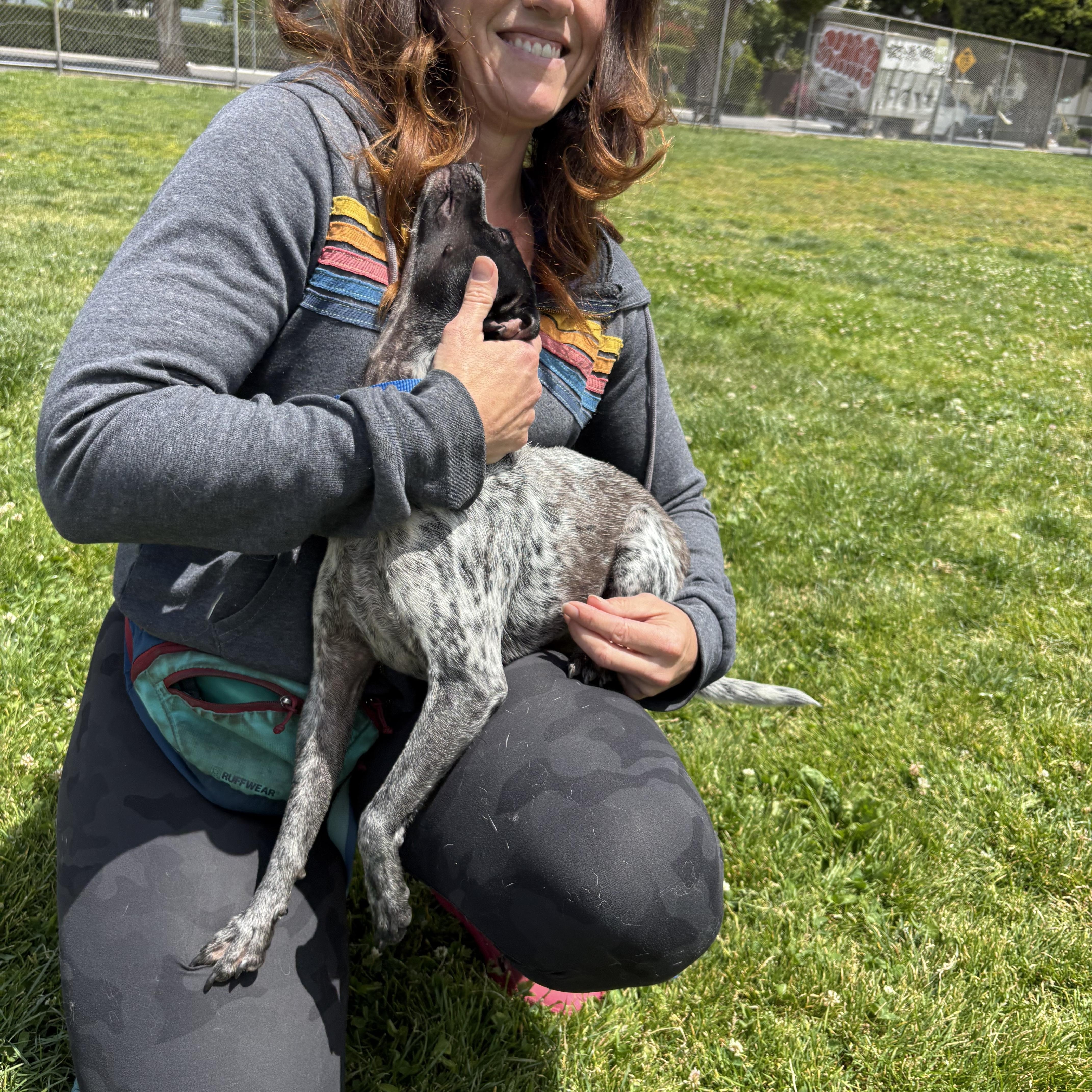 A young small-sized male German Shorthaired Pointer dog named Morty for adoption in Lakeport, CA
