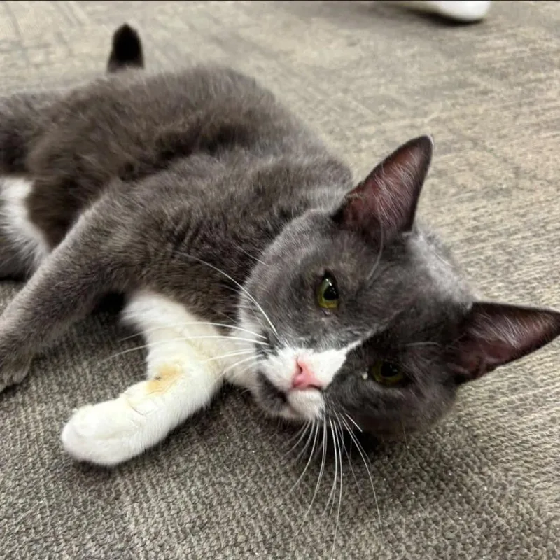 A senior medium-sized male Gray / Blue / Silver Domestic Short Hair cat named Baby Doll for adoption in Hamburg, NY