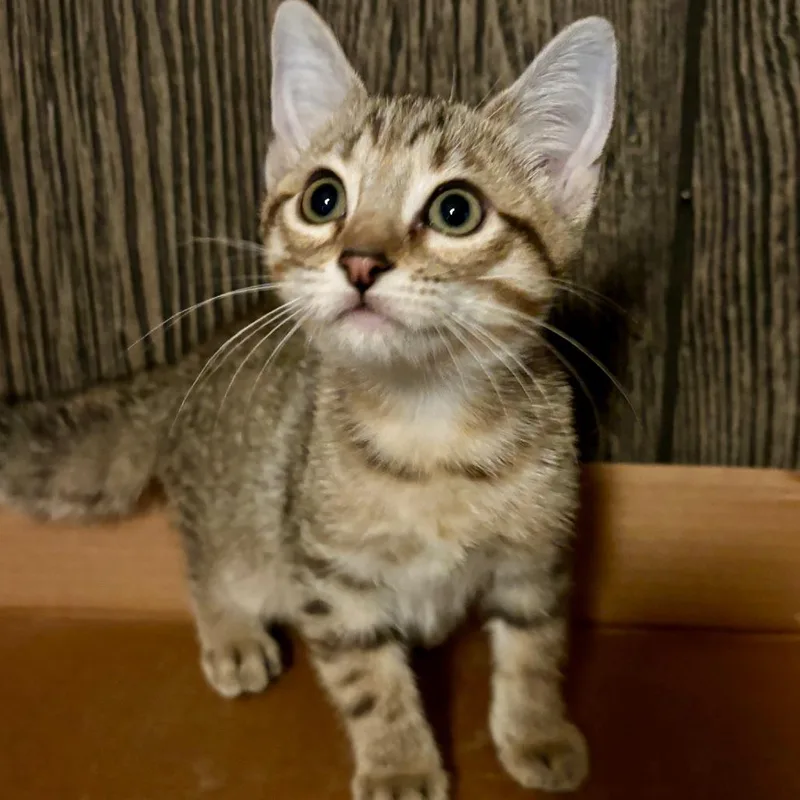 A baby small-sized female Brown / Chocolate Domestic Short Hair cat named Brunch for adoption in Houston, TX
