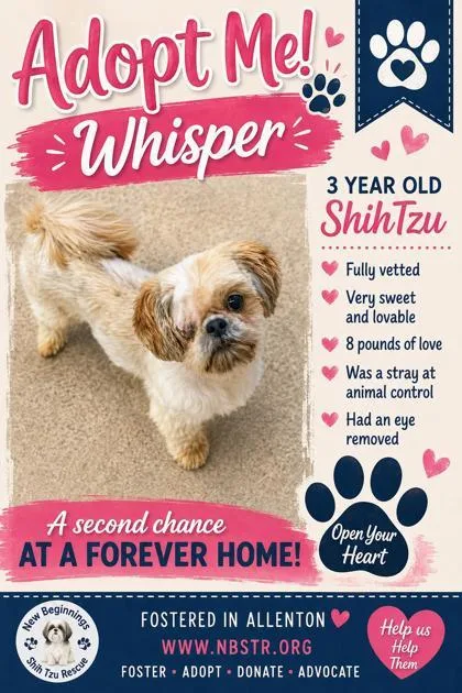 A young small-sized female Shih Tzu dog named Whisper for adoption in Oak Creek, WI