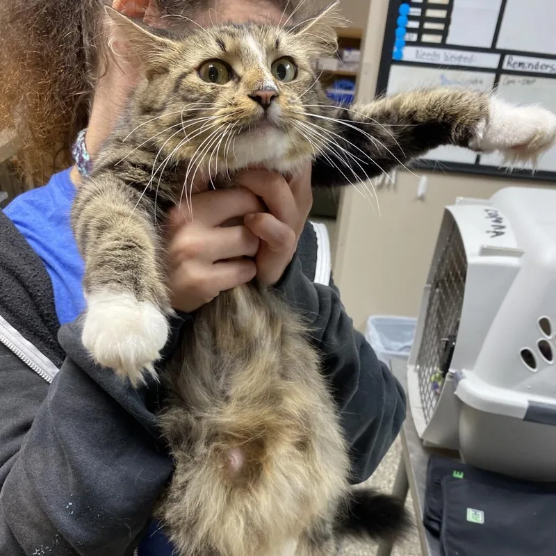 An adult medium-sized female Brown / Chocolate Domestic Long Hair cat named Brooke for adoption in Norfolk, NE