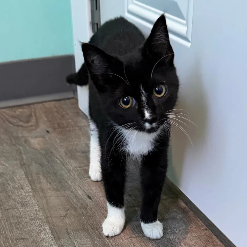 A baby small-sized female Black Domestic Short Hair cat named Frappe for adoption in Marion, VA